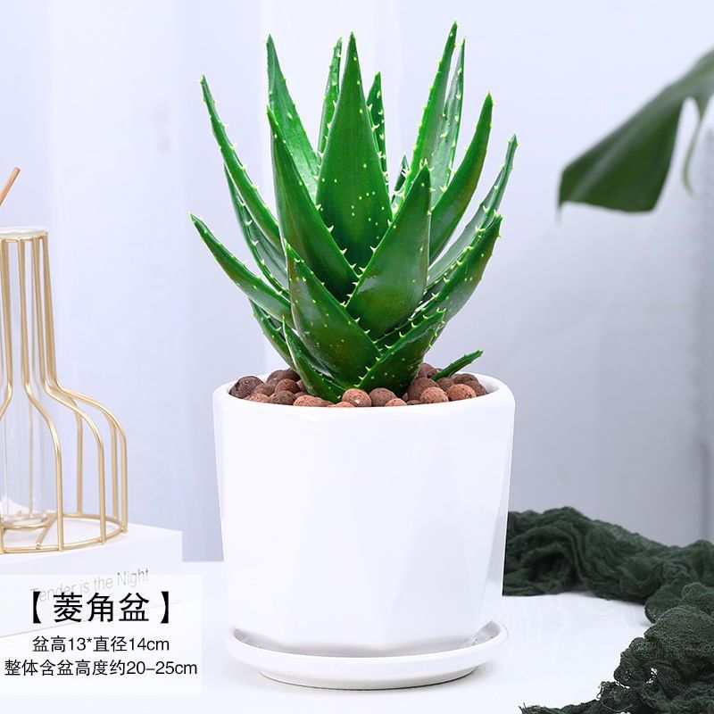 西安花卉绿植芦荟多肉盆栽绿植桌面室内除甲醛净化空气窗台卧室,鲜花速递/花卉仿真/绿植园艺,多肉植物,淘宝优惠券,粉丝福利购,淘宝优惠卷