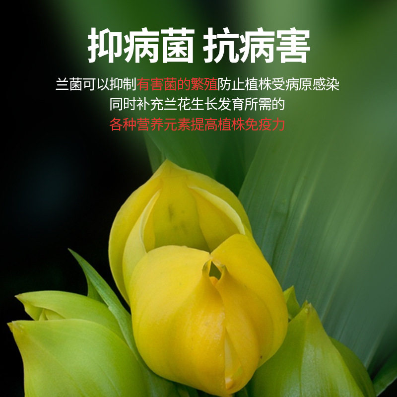 新疆包邮兰灵王兰花专用肥料营养液兰科促花生长菌群君子兰蝴蝶兰