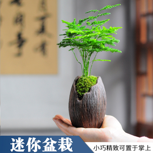 文竹绿植室内盆栽植物好养办公室窗台四季迷你桌面创意小型盆景