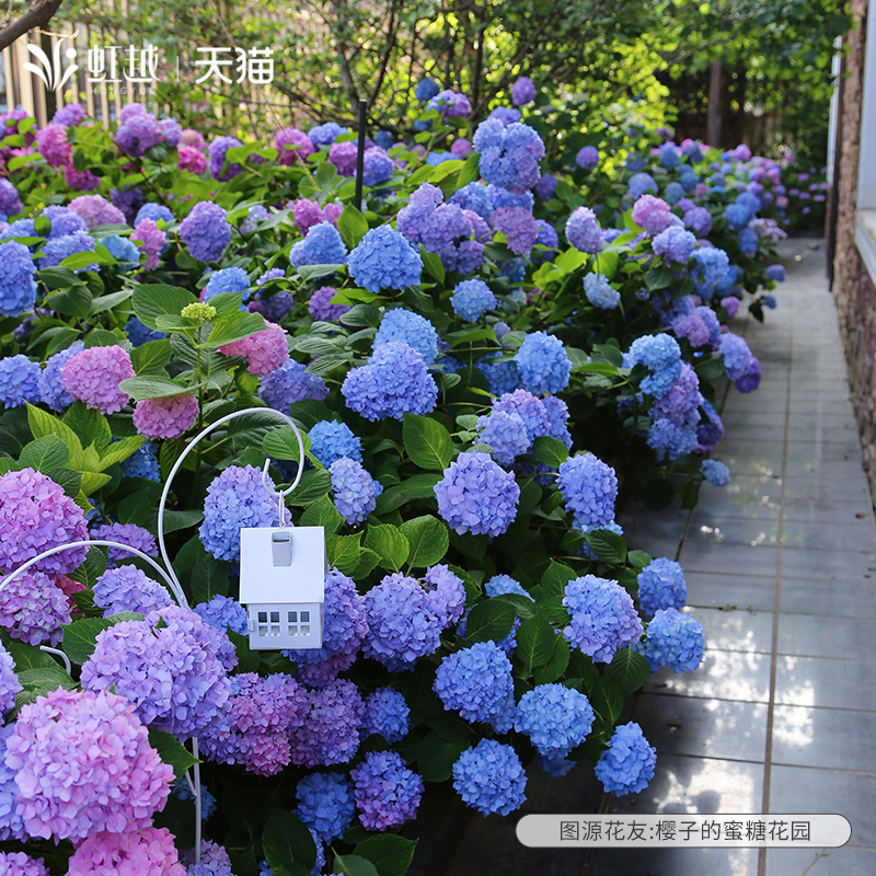 绣球花无尽夏花手鞠魔幻革命海洋绣球花苗大花盆栽苗老桩树好养活