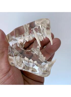 猫牙 透明猫牙 水晶猫牙 猫口腔 猫牙齿 动物模型 猫模型解剖猫