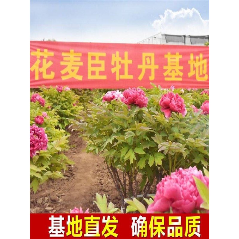 正宗洛阳牡丹花苗大苗花卉植物室内花易活好养盆栽庭院牡丹花树苗