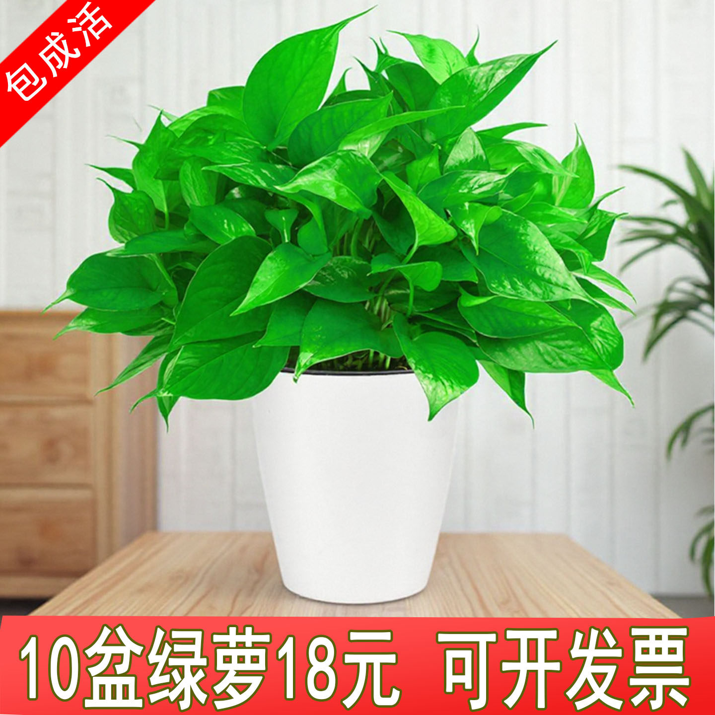 绿萝盆栽室内客厅绿植大盆好养活