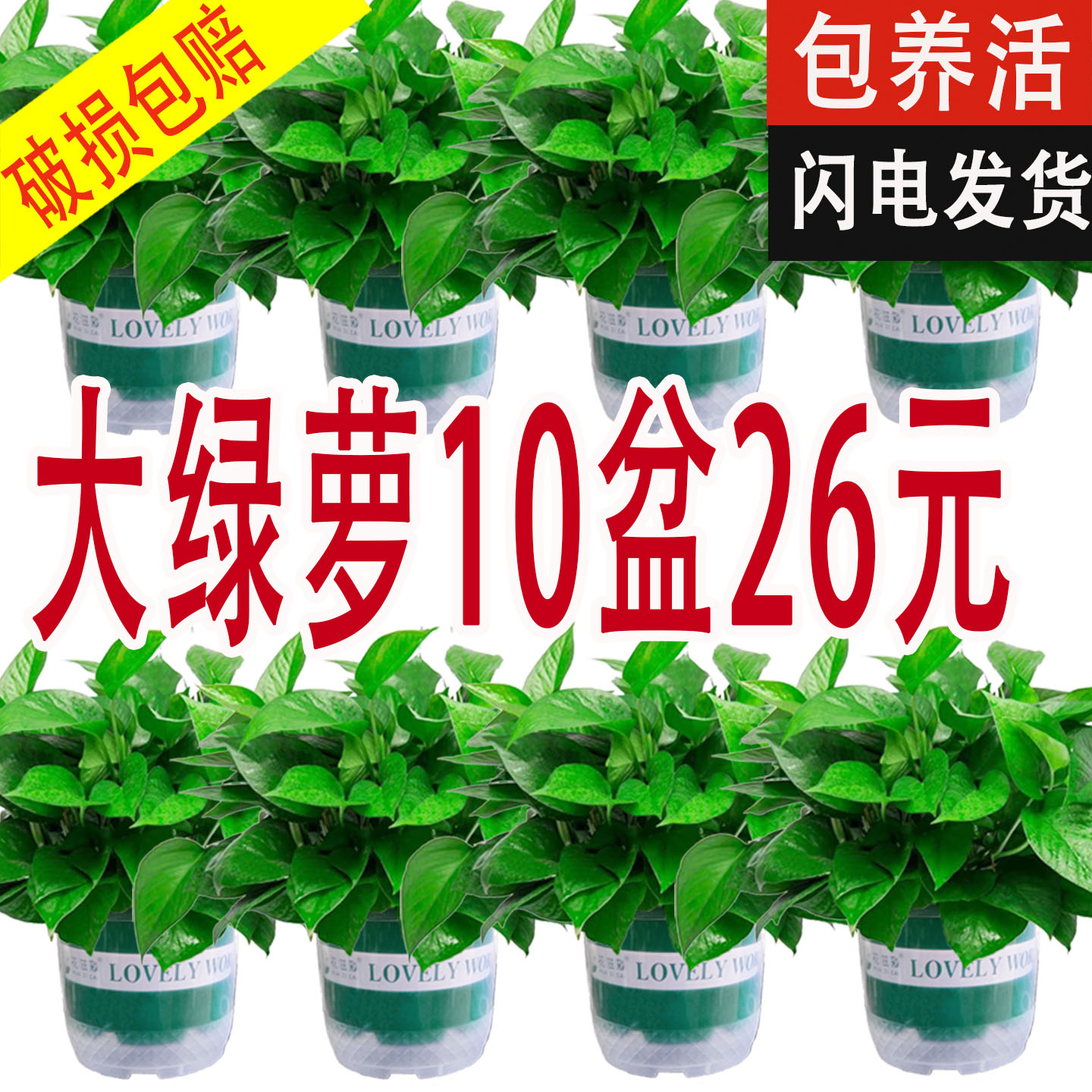 绿萝盆栽室内水培植物办公室净化空气四季客厅绿植好养活长藤绿箩