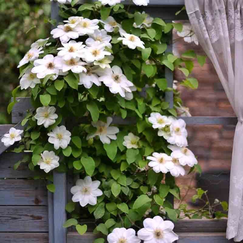 格恩西岛铁线莲花盆栽爬藤植物大苗重瓣大花藤本花卉无刺耐热攀爬