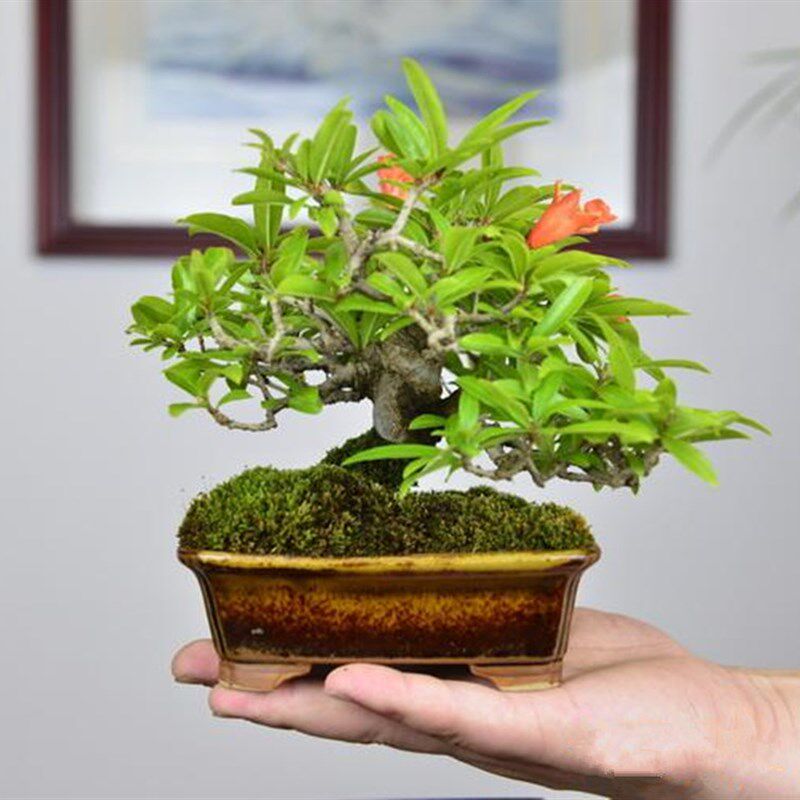 小品盆景叶石榴盆景微型迷你型红灯笼掌上桌面开花结果小盆栽绿植