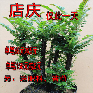 名贵黑骨茶黑檀木盆景树桩植物盆栽室内外桌面绿植小叶檀香紫檀树