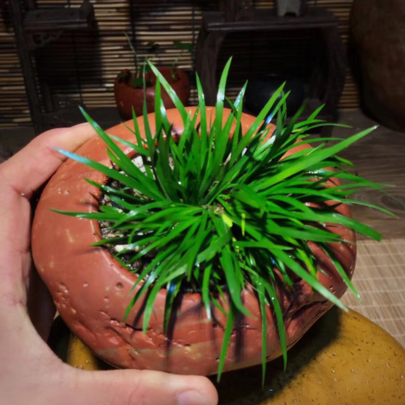 石头花盆创意天然鹅卵石盆水族盆景大号原生态花瓶多肉水培装饰盆