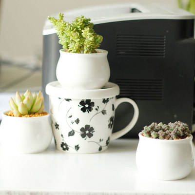 包邮多肉植物组合盆栽 办公室内大颗净化空气趣味迷你绿植盆栽