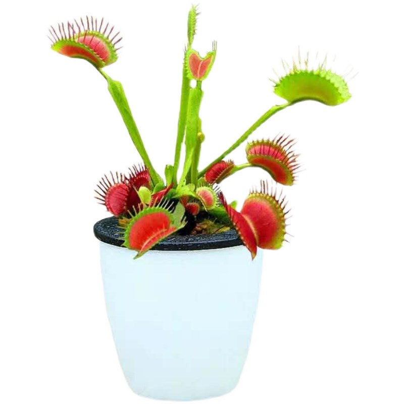 捕蝇草盆栽猪笼草食虫植物泰坦巨人食大嘴趣味美观水培绿植好养