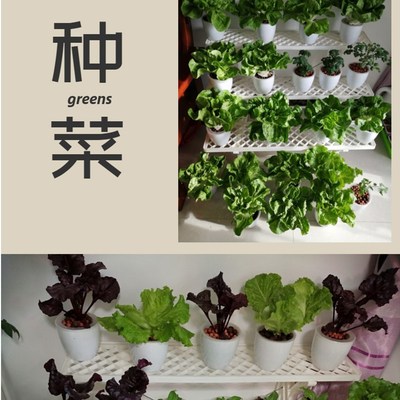 空中花园无土栽培基质培水培营养液土陶粒专用蔬菜花卉浓缩营养液