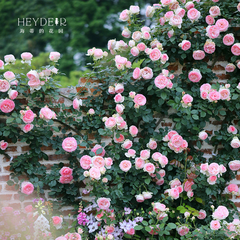 海蒂的花园月季花苗盆栽果汁阳台朱丽叶小苗阳台花卉植物玫瑰爬墙,鲜花速递/花卉仿真/绿植园艺,月季/蔷薇/玫瑰,淘宝优惠券,粉丝福利购,淘宝优惠卷