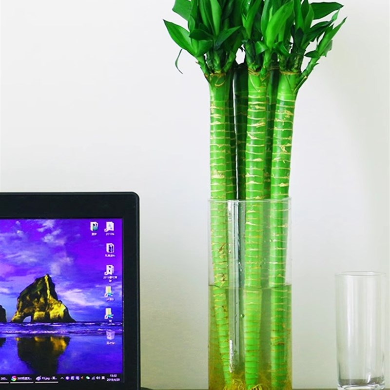 带根龙竹观音竹转运竹发财竹富贵竹植物水养客厅室内盆栽水培绿植