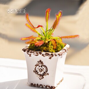 好望角茅膏菜白红宽叶小虫草堂食虫植物盆栽食虫草室内捕蝇草大型