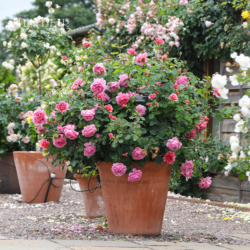 海蒂的花园肯特公主欧月灌木月季强香耐热四季开花包子花型盆栽苗