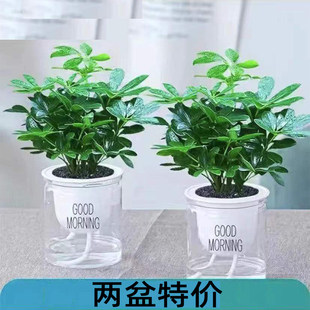 水培植物七叶莲花鸭脚木盆栽八方来财植物树水养植物室内花卉