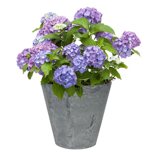 虹越绣球花无尽夏盆栽花手鞠大花八仙花观花盆栽植物蓝色妈妈花卉