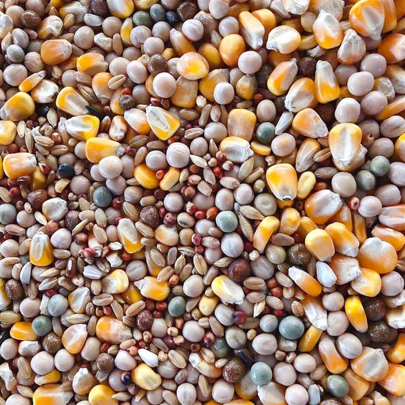 鸽粮枭龙简易基础营养料鸽子类鸟食高要求者慎拍江浙沪皖包邮50斤