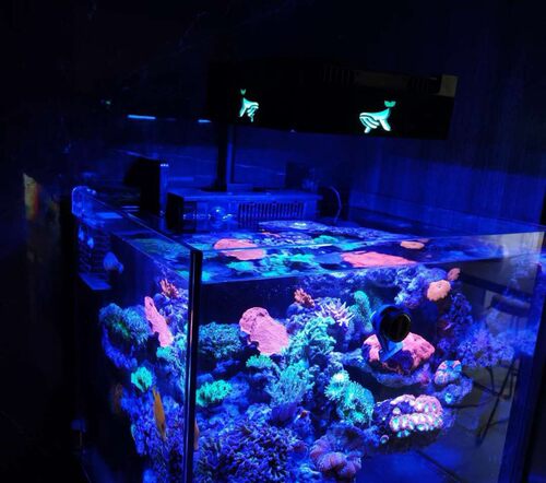 Maxspect迈光海缸专用灯围 灯罩迈光珊瑚灯L165/E5海水珊瑚灯罩