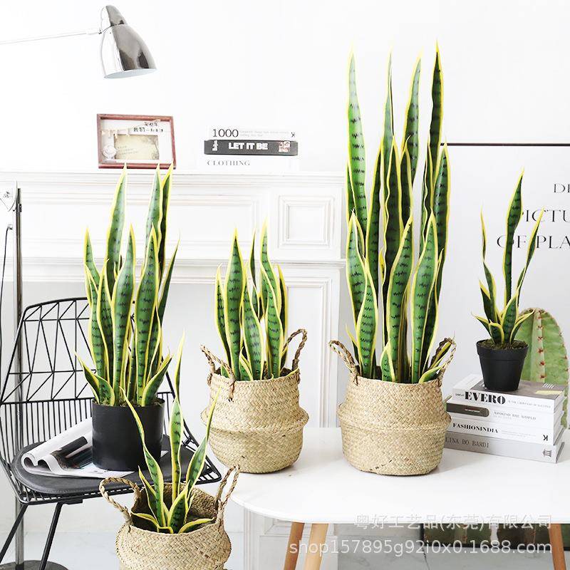 仿真金边虎皮兰蝴蝶兰盆栽假绿植装饰落地热带沙漠仿生植物摆件