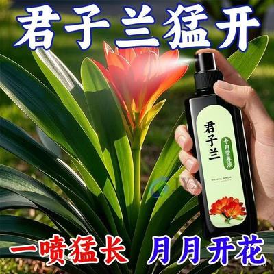 促进开花君子兰催花黄叶烂根