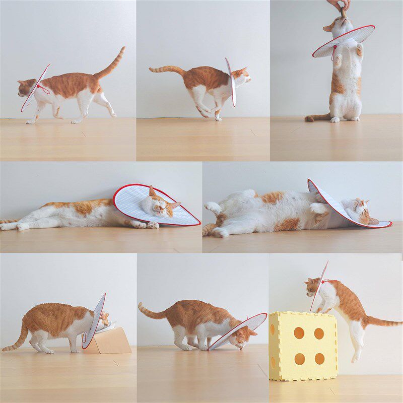 超轻薄大宠物猫咪伊加大伊丽套丽莎头白圈利狗软项防舔癣抓咬绝育,宠物/宠物食品及用品,宠物伊丽莎白圈,淘宝优惠券,粉丝福利购,淘宝优惠卷