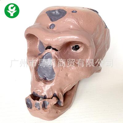人体头骨模型 穴居人头骨 人类头骨分类 骷髅头骨人体骨骼 人头