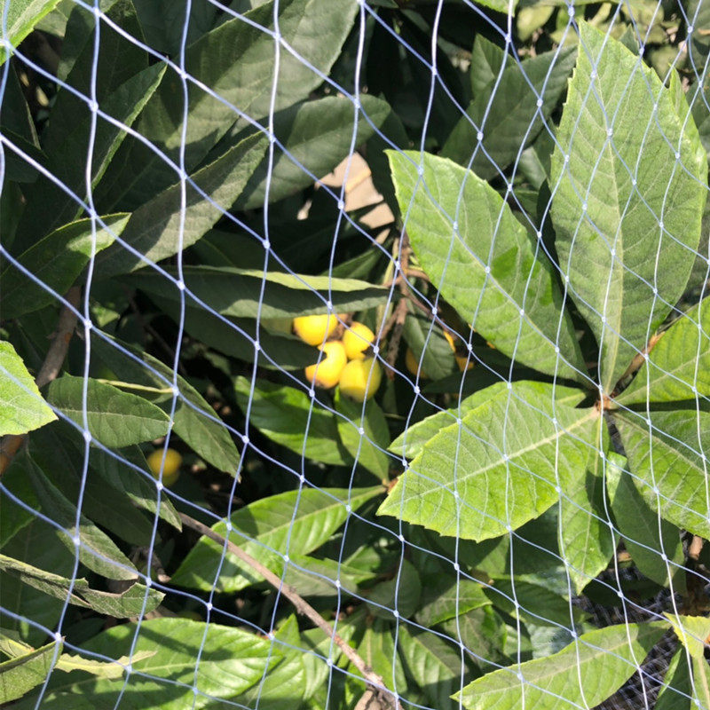 果树防鸟用的网嘉宝果树网樱桃树枇杷树桃树家用防鸟网果树防鸟罩,农机/农具/农膜,农用防鸟网,淘宝优惠券,粉丝福利购,淘宝优惠卷