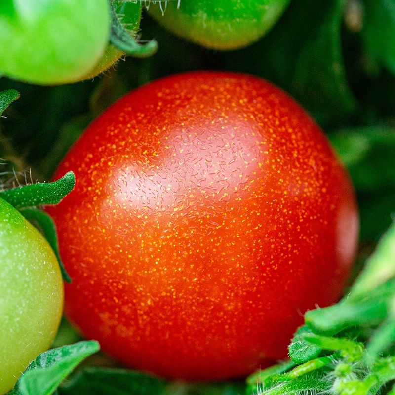 观赏小番茄黑珍珠盆栽趣味可食用绿植花卉室内阳台庭院矮生西红柿
