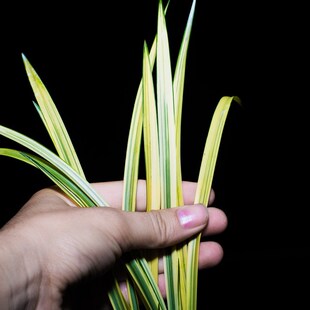 中透艺兰草花木兰兰花盆栽植物名贵建兰高档兰花苗带花苞大众国兰