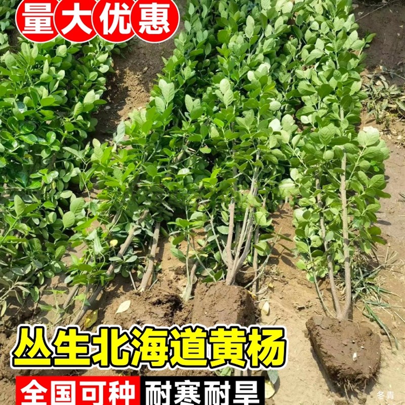 北海道黄杨冬青树苗篱笆墙围墙绿篱四季耐寒绿植丛生大叶绿化苗木