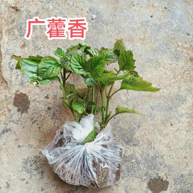 藿香苗大叶薄荷藿香盆栽广藿香树苗阳台绿植藿香种苗五香叶苗