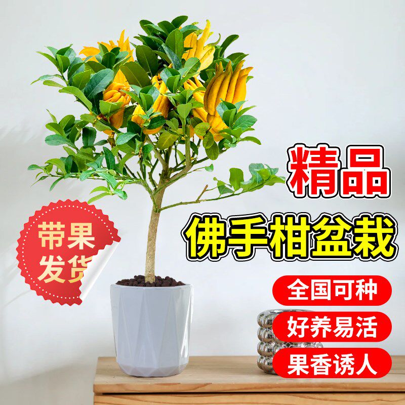 佛手树盆栽带果佛手柑树苗盆景金华新鲜佛手瓜室内办公室庭院绿植