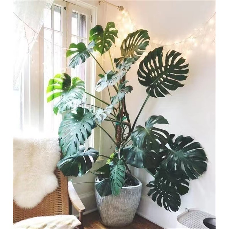 龟背竹大盆栽客厅植物室内好养绿植办公室网红北欧风花卉水培老桩