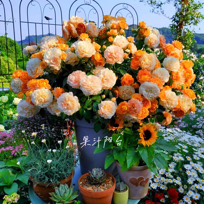 灌木月季果汁阳台玫瑰花盆栽花卉植物室内花庭院露台四季开花浓香