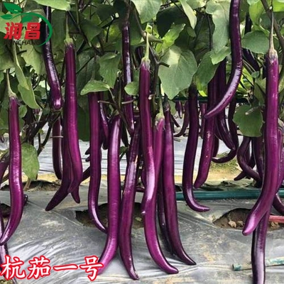 紫红线茄杭茄一号苗蔬菜苗可开票