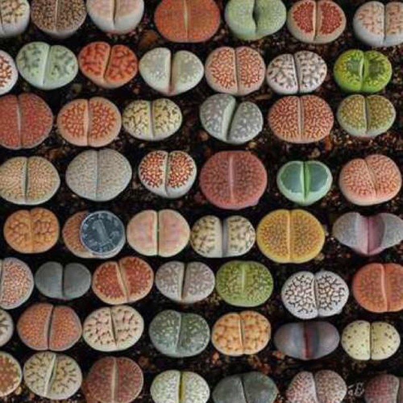 生石花多肉植物pp花屁屁花栽好发货屁股花大颗贵货搭配好番杏科