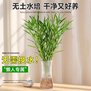 细叶富贵竹水培植物客厅招财水养节节高绿转运竹子特粗杆带根绿植