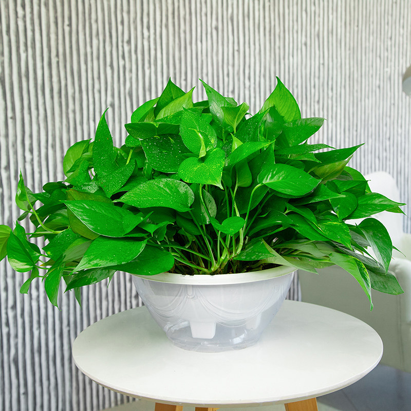 大叶绿萝长藤大盆室内盆栽除甲醛植物客厅办公室绿植水培吊兰绿箩