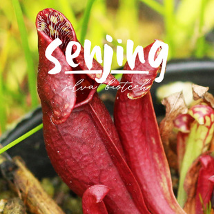 紫瓶子草血脉/红到发黑的紫瓶/大棚选育精品食虫植物趣味绿植