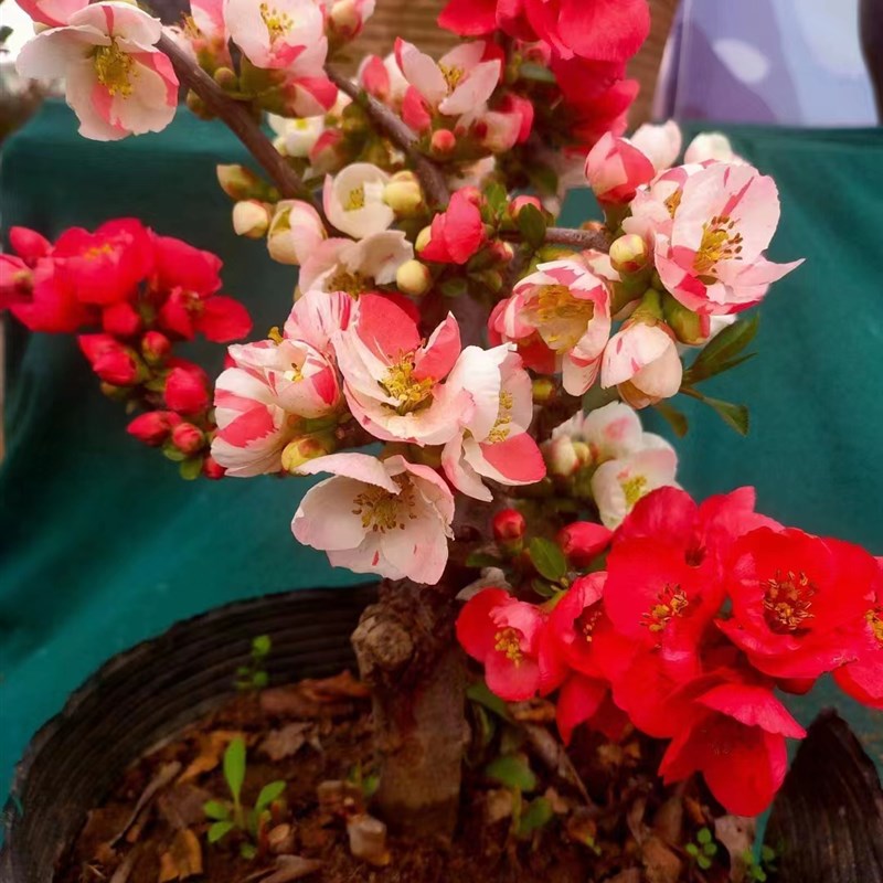 四季海棠花盆栽地栽海棠树苗耐寒耐旱庭院阳台花卉绿植好养活包邮