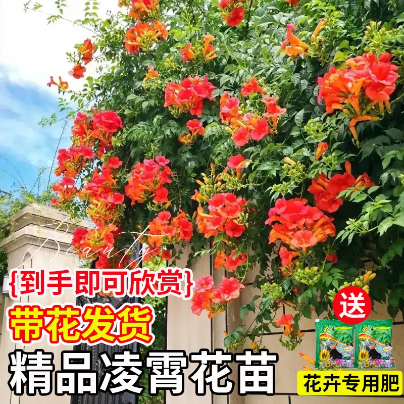 凌霄花爬藤大苗耐寒植物室外老桩树苗盆栽庭院四季花卉阳台炮仗花