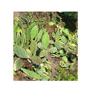 多肉植物盆栽仙人掌仙人掌苗 观赏仙人掌 食用仙人掌食用仙人掌