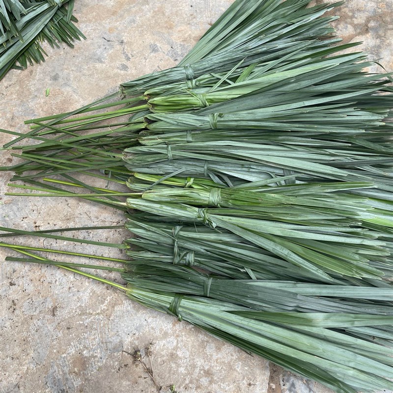 棕树叶新鲜棕榈树叶棕叶现砍棕榈叶包粽子捆绑绳子草绳带杆带把
