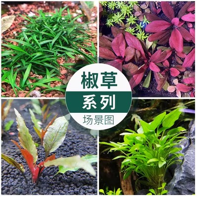 无菌水草杯水草植物真草鱼缸造景淡水阴性前景无菌杯椒草可成草坪