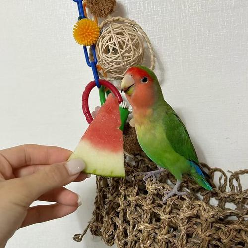 牡丹鹦鹉活体亲人粘人好养活雏鸟