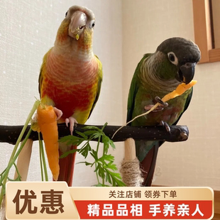 小太阳鹦鹉活鸟会说话手养亲人凤梨黄边肉桂小鸟宠物鸟类半毛雏鸟
