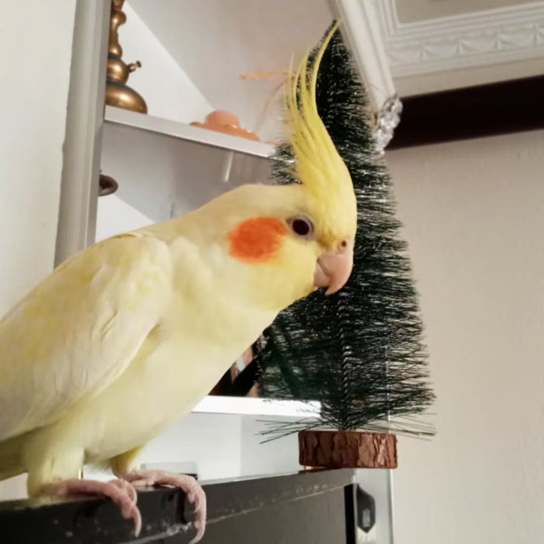 玄凤鹦鹉活体会学说话手养亲人