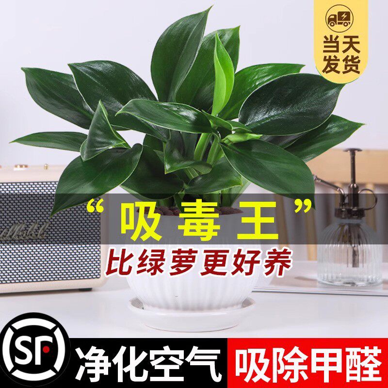 金钻盆栽大叶绿公主万年青植物花卉室内办公吸除甲醛四季常青盆景