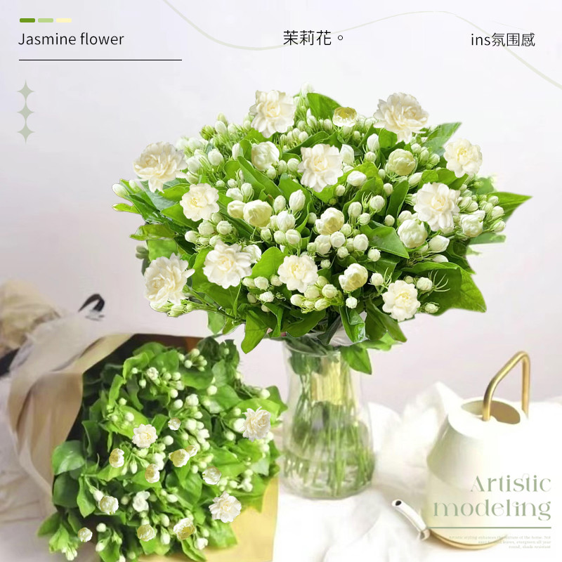 茉莉花水培植物鲜切花卉带花苞室内鲜花绿植九里香盆栽好养四季开